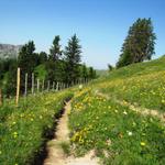 auf einfachem Wanderweg geht es weiter