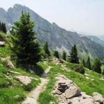 absteigend führt der Wanderweg uns nun ins ausgedehnte Almgelände von Fromatt