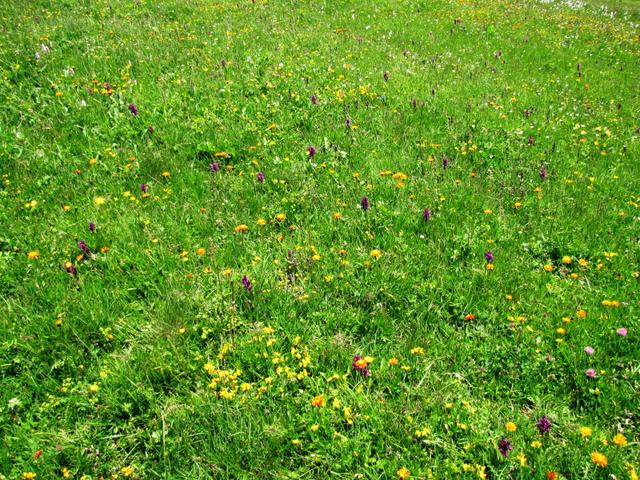 so viele Männertreu sieht man sehr selten. Vorsichtig liefen wir über diese Wiese