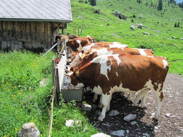 bei der Alphütte 1794 m.ü.M. treffen wir auf die ersten Kühe