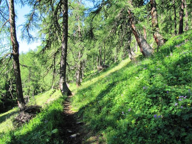 man wandert durch schöne Lärchenwälder