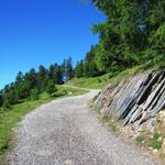 die Wanderung führt uns nun über eine Alpstrasse gemächlich aufwärts