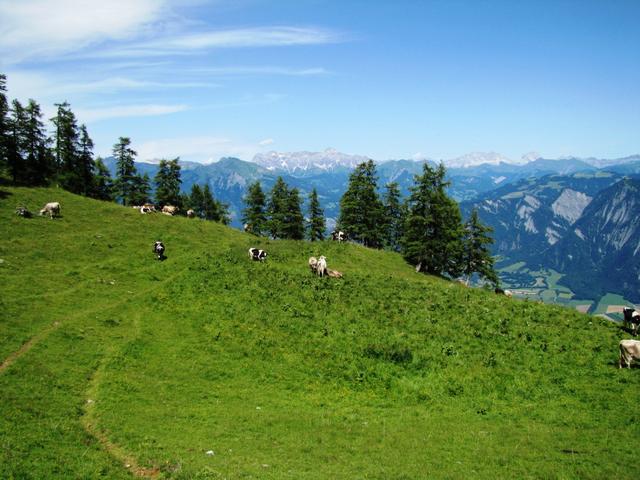 auf der Sonntagweid, kurz vor der Vazer Alp