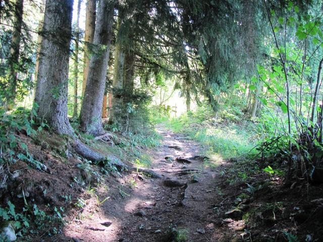 durch einen kleinen Wald geht es nach Stampf 1265 m.ü.M.