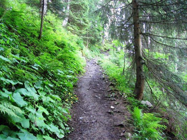 frühmorgens durch den taufrischen Wald zu laufen ist immer wieder ein Genuss