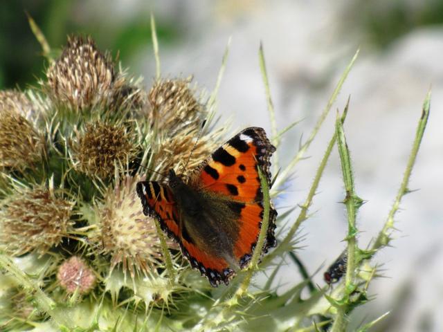 ein schöner Schmetterling Aglais urticae kleiner Fuchs