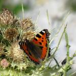 ein schöner Schmetterling Aglais urticae kleiner Fuchs