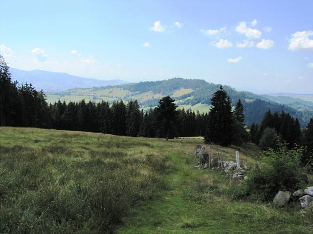 die Alpstrasse zieht grosse Schleifen Richtung Tal. Wir kürzen dies ab und kreuzen immer wieder die Alpstrasse