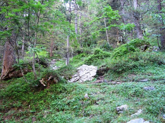 der Bergweg führt nun durch einen Wald aufwärts