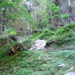 der Bergweg führt nun durch einen Wald aufwärts