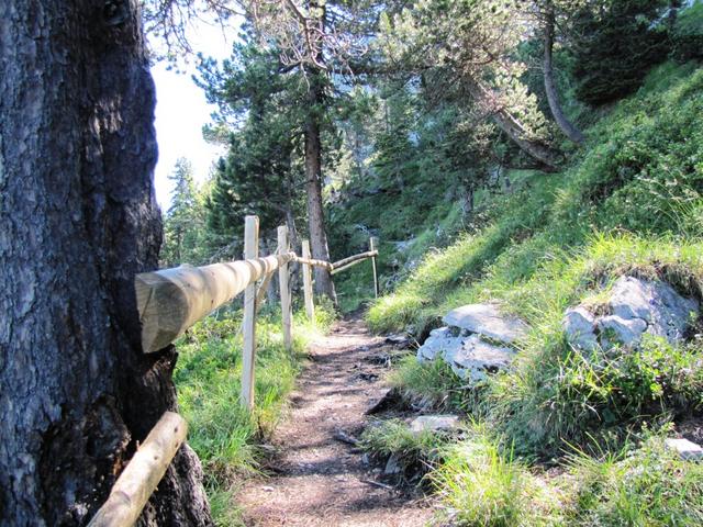 ein malerisch verwunschenes Teilstück. Es geht durch einen kleinen Föhren, Lärchen und Tannenwald