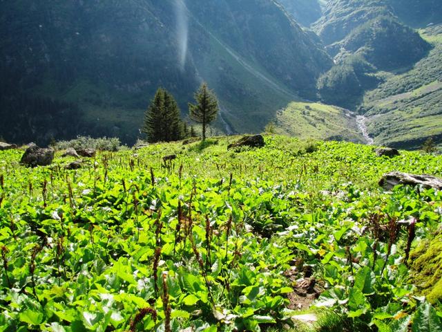 über Weiden führt der Weg nun abwärts. Bein Enzen 1677 m.ü.M.