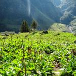 über Weiden führt der Weg nun abwärts. Bein Enzen 1677 m.ü.M.