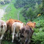 Kühe versperren uns den Weg kurz vor Schrätteren