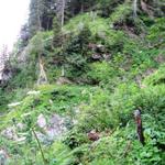 bei Schmallauigädmer Punkt 1364 m.ü.M.