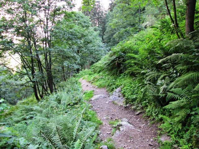 fast endlose 500 Höhenmeter sind es bis man endlich den Talboden des Urbachtal erreicht hat