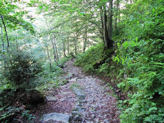 durch einen breiten Waldweg geht es weiter abwärts