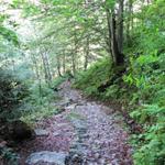 durch einen breiten Waldweg geht es weiter abwärts