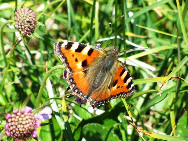 ein schöner Schmetterling Aglais urticae, auf Deutsch kleiner Fuchs