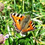 ein schöner Schmetterling Aglais urticae, auf Deutsch kleiner Fuchs