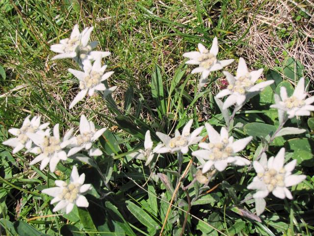 sehr schöner Edelweiss am Wegesrand