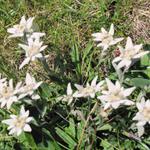 sehr schöner Edelweiss am Wegesrand