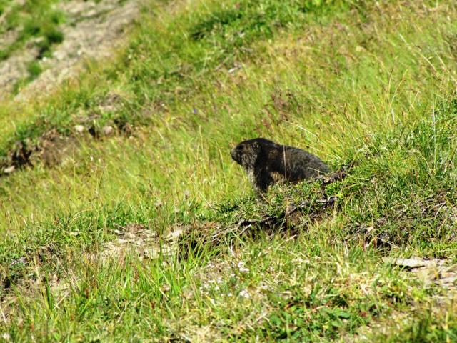 Murmeltiere unsere treue Wegbegleiter in den Bergen