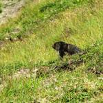 Murmeltiere unsere treue Wegbegleiter in den Bergen