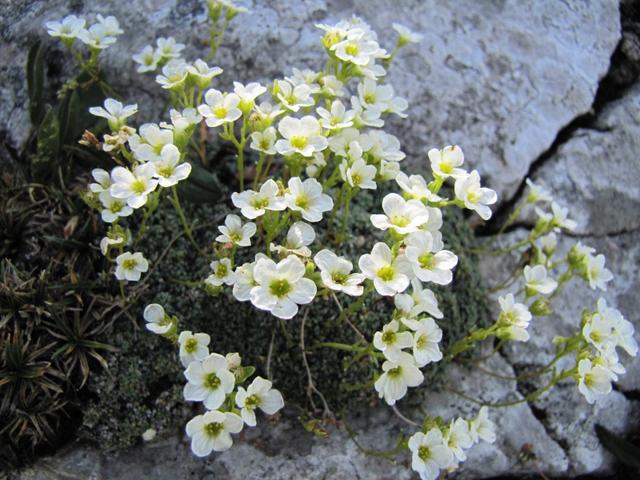 diese Blume hat den richtigen Namen erhalten, der Steinbrech