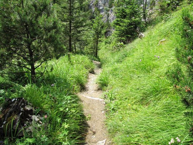 der Weg führt nun durch einen Föhrenwald. Es ist heiss und es duftet nach Harz und frischem Holz