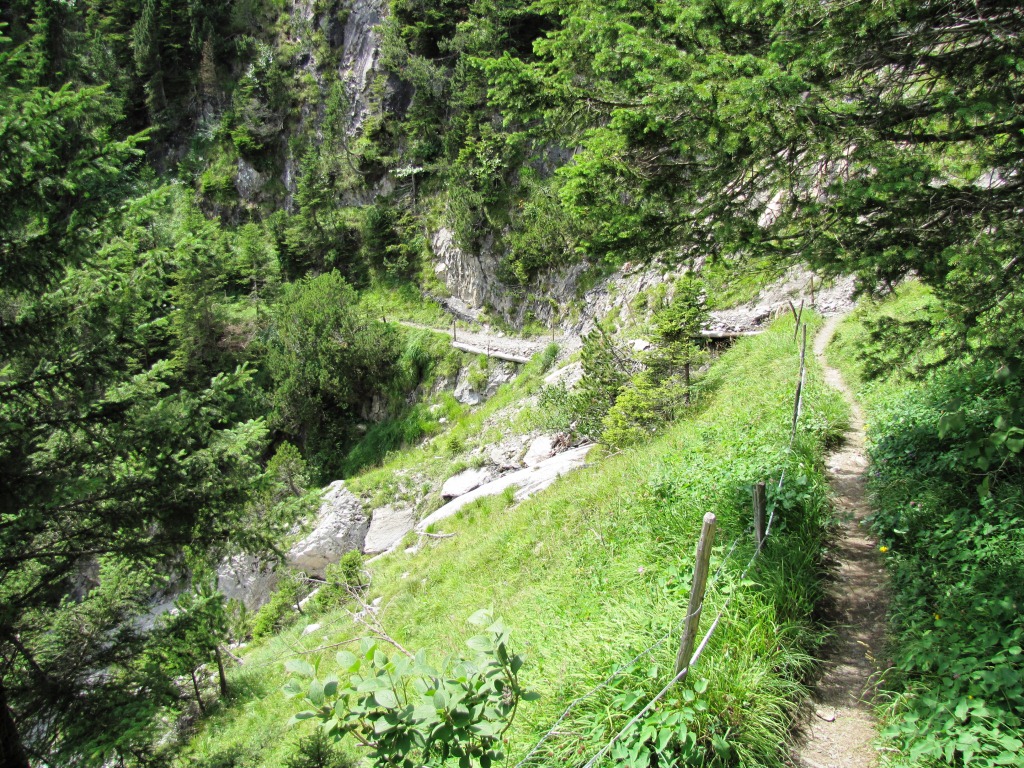 über die licht bewaldete Bergschulter der Howang geht es weiter abwärts