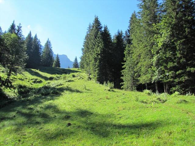 über Wald und Weiden geht es zur Nesslerenalp