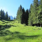 über Wald und Weiden geht es zur Nesslerenalp