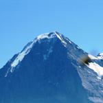 Eiger mit Biene