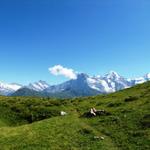 Wetterhorn, Ewigschneehorn, Schreckhorn, Lauteraarhorn, Eiger, Mönch und Jungfrau und das auf einem Bild