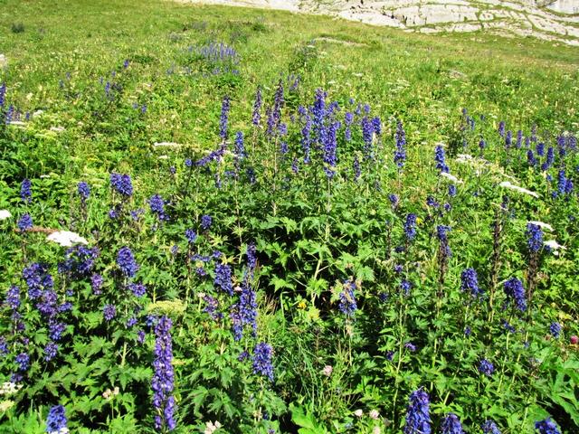 der ganze Hang ist bedeckt vom blauen Eisenhut. Eine schöne Blume aber giftig!