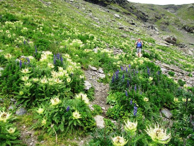 Mäusi beim Abstieg zur Schilthornhütte