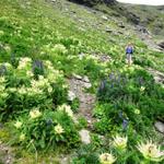 Mäusi beim Abstieg zur Schilthornhütte