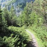 der Weg führt zuest noch geardeaus durch einen kleinen Wald