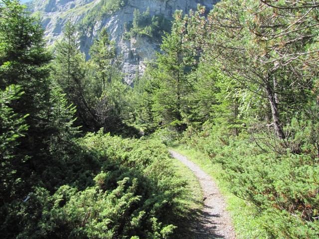 der Weg führt zuest noch geardeaus durch einen kleinen Wald