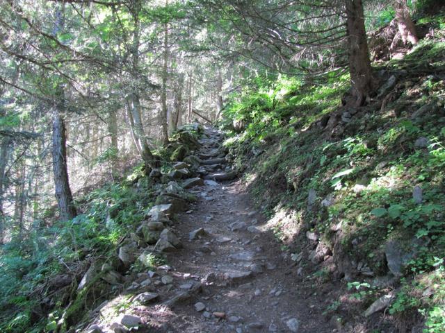 führt der Weg durch den Wald aufwärts Richtung Gfelalp