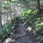 führt der Weg durch den Wald aufwärts Richtung Gfelalp