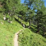 kurz vor dem Wald ende bei der Gfelalp