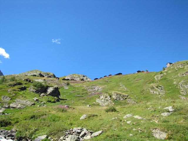 Blick hinauf zu den Alphäuser der Kummenalp, die alle schön der Reihe nach erbaut worden sind