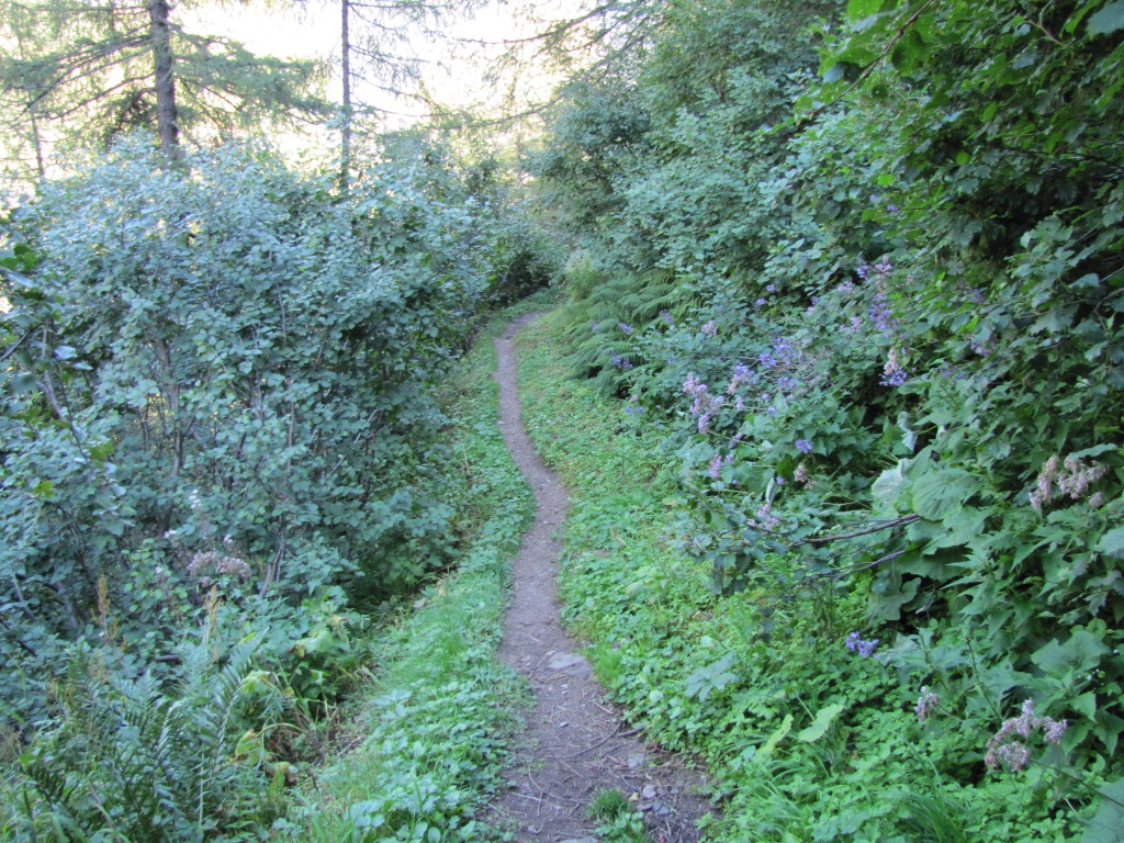 im Wald von "Trochni Stäge"