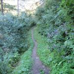 im Wald von "Trochni Stäge"