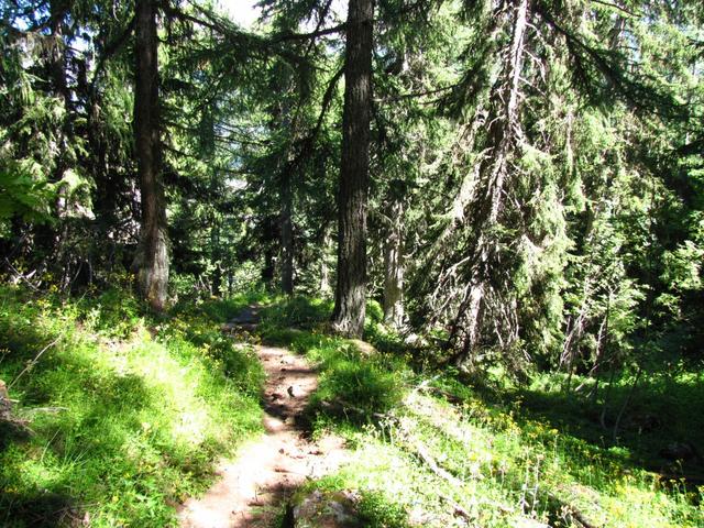 durch einen dichten und schattenspendenten Wald (es war ein sehr heisser Tag) geht es abwärts nach Eistli