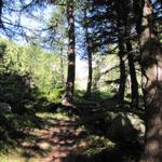 der Wanderweg führt uns zunächst durch einen kleinen Wald