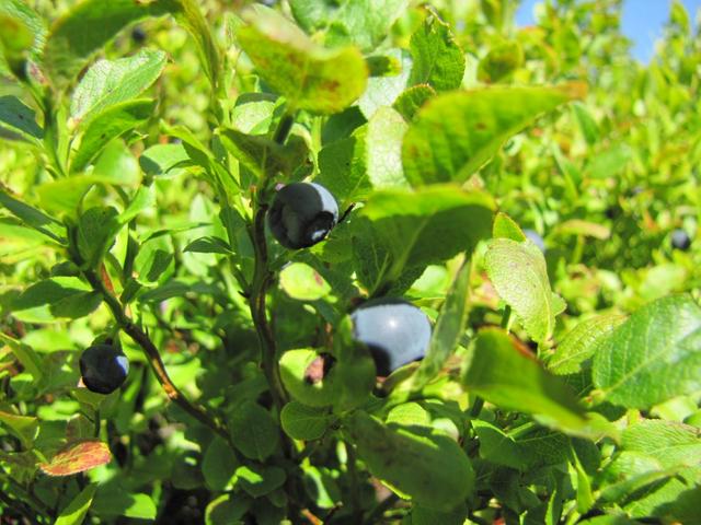 süsse Heidelbeeren lachen uns an