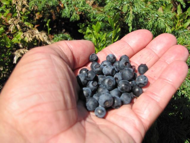 die Heidelbeeren waren sehr gut